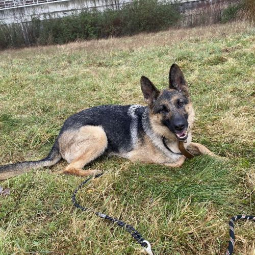BE2309471 - Nala - Chien à adopter - Anderlecht BE2309471 - Nala - Chien à adopter - Anderlecht - AnimalWeb Belgique