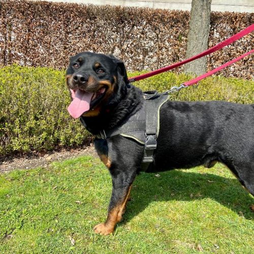 BE2309475 - Rosco - Chien à adopter - Anderlecht BE2309475 - Rosco - Chien à adopter - Anderlecht - AnimalWeb Belgique