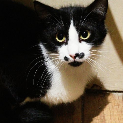 BE2309480 - Charbon - Chat à adopter - Leuze-en-Hainaut BE2309480 - Charbon - Chat à adopter - Leuze-en-Hainaut - AnimalWeb Be