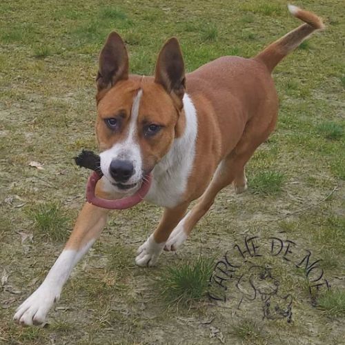 BE2309497 - Vito - Chien à Adopter - Maisières BE2309497 - Vito - Chien à Adopter - Maisières - AnimalWeb Belgique