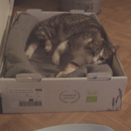 BE2309508 - Chat trouvé - Montignies-sur-Sambre BE2309508 - Chat trouvé - Montignies-sur-Sambre - AnimalWeb Belgique