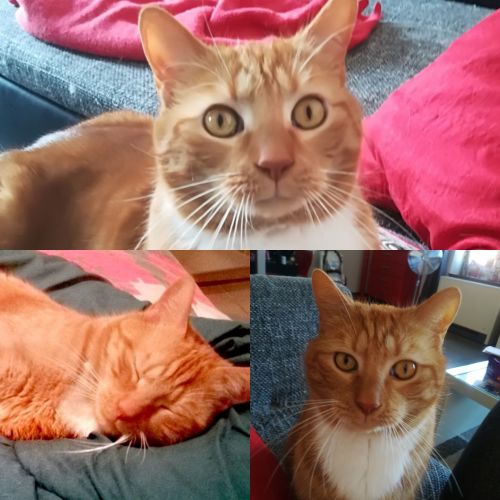 Dexter Dexter
