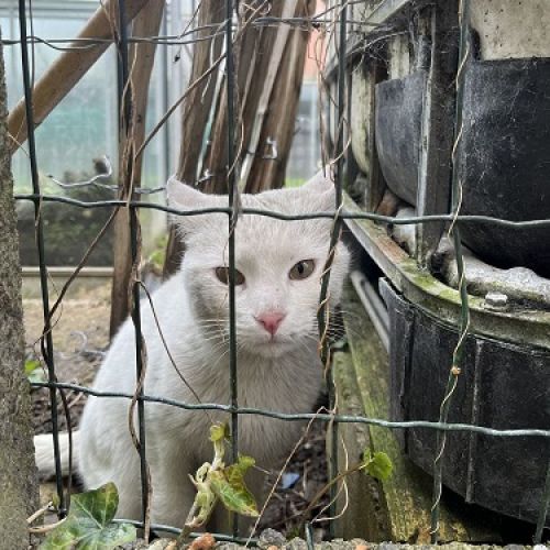 BE2309528 - Chat trouvé - Molenbeek-Saint-Jean BE2309528 - Chat trouvé - Molenbeek-Saint-Jean - AnimalWeb Belgique