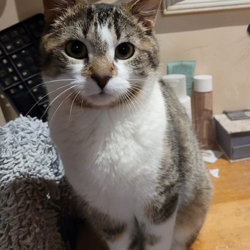 BE2309551 - Truffe - Chat à adopter - Leuze-en-Hainaut BE2309551 - Truffe - Chat à adopter - Leuze-en-Hainaut - AnimalWeb Bel