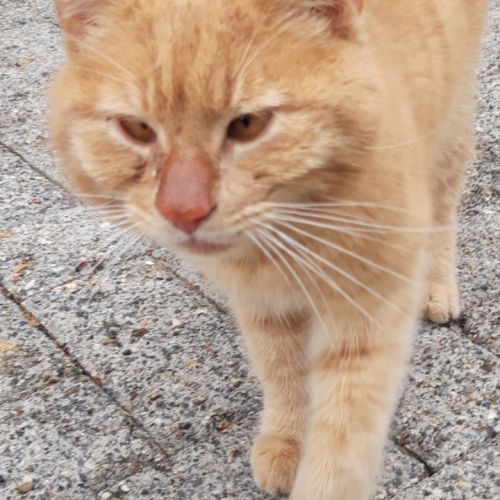 BE2309552 - Chat trouvé - Wépion BE2309552 - Chat trouvé - Wépion - AnimalWeb Belgique