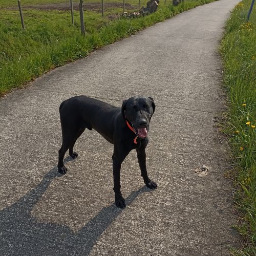 BE2309565 - Chien trouvé - Erquelinnes BE2309565 - Chien trouvé - Erquelinnes - AnimalWeb Belgique