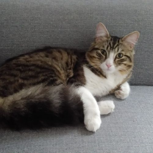 BE2309580 - Chat trouvé - Liège BE2309580 - Chat trouvé - Liège - AnimalWeb Belgique