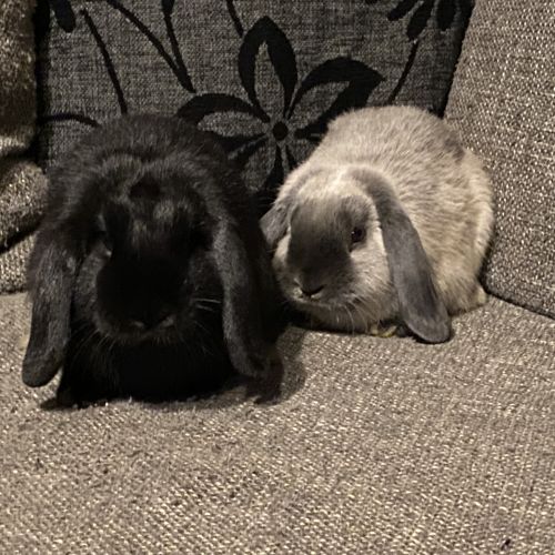 BE2309589 - Tommy - Lapin perdu - Aywaille BE2309589 - Tommy - Lapin perdu - Aywaille - AnimalWeb Belgique