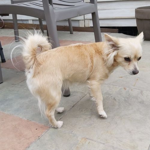 BE2309592 - Chania - Chien à adopter - Montignies-sur-Sambre BE2309592 - Chania - Chien à adopter - Montignies-sur-Sambre - AnimalW