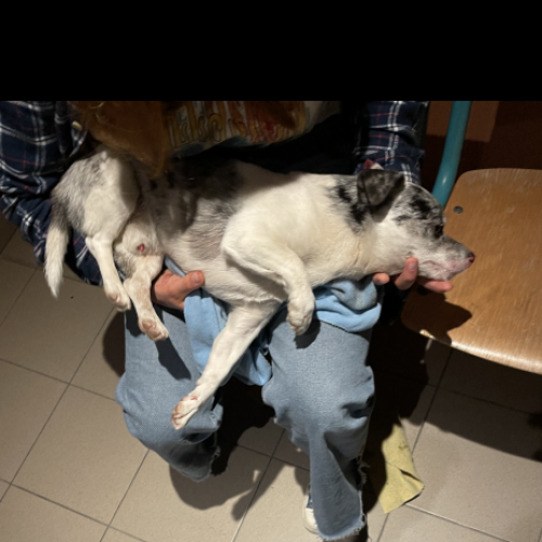 BE2309598 - Chien trouvé - Remicourt BE2309598 - Chien trouvé - Remicourt - AnimalWeb Belgique