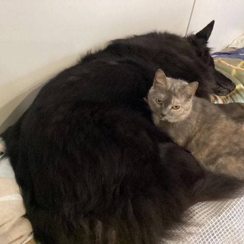 Chien et chat Chien et chat - AnimalWeb Belgique