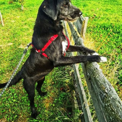 BE2309635 - Lady - Chien à adopter - Lierneux BE2309635 - Lady - Chien à adopter - Lierneux - AnimalWeb Belgique