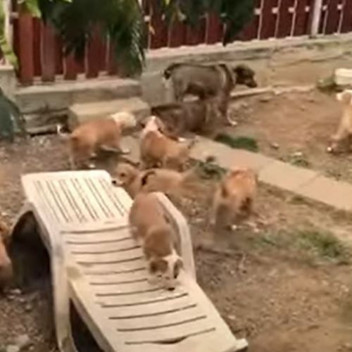 Chiens roumains Chiens roumains - AnimalWeb Belgique