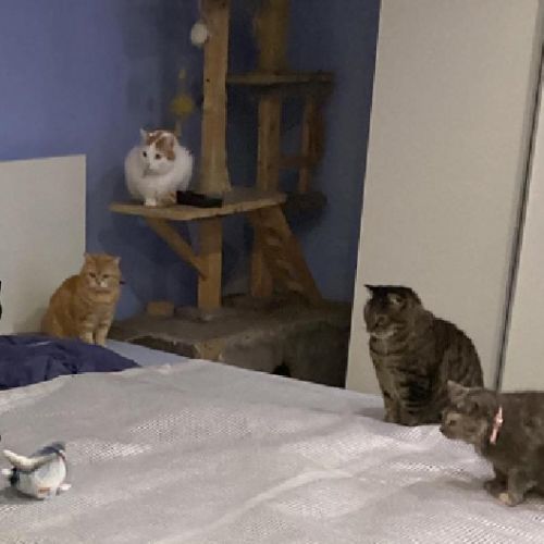 Chats Chats