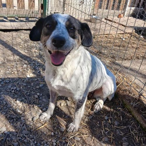 #BE2309725 - Chien à Adopter #BE2309725 - Chien à Adopter