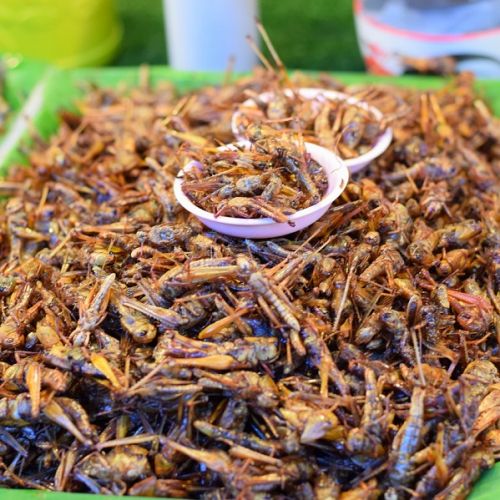 L'Union Européenne autorise l'ajout d'insectes dans la nourriture humaine L'Union Européenne autorise l'ajout d'insectes dans la nourriture humaine