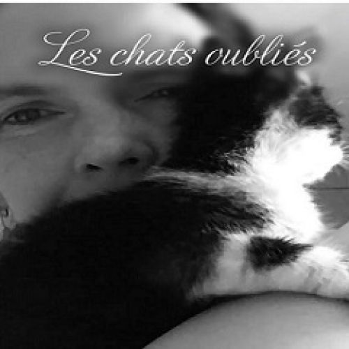 Les Chats Oubliés Les Chats Oubliés