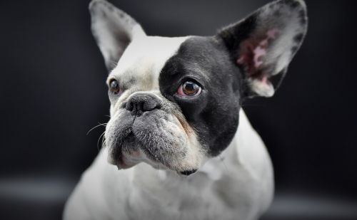 Aux Etats-Unis, le Bouledogue Français est devenu le chien le plus pop Aux Etats-Unis, le Bouledogue Français est devenu le chien le plus pop