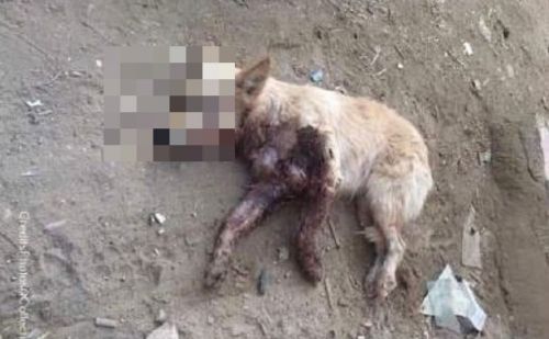 Chien errant tué au Maroc Chien errant tué au Maroc - AnimalWeb Belgique