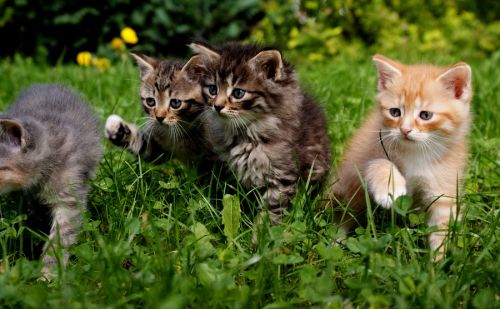 Devenir famille d'accueil pour chats chez les Coussinets du Cœur Devenir famille d'accueil pour chats chez les Coussinets du Cœur