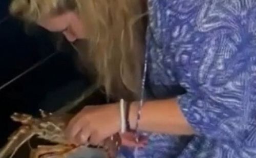 Une touriste suisse paie 200 euros un homard puis le relâche Une touriste suisse paie 200 euros un homard puis le relâche