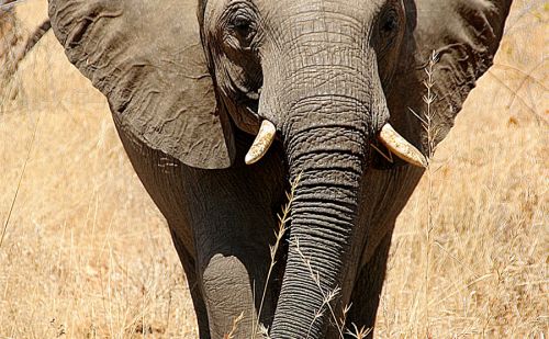Un braconnier tué par un éléphant Un braconnier tué par un éléphant