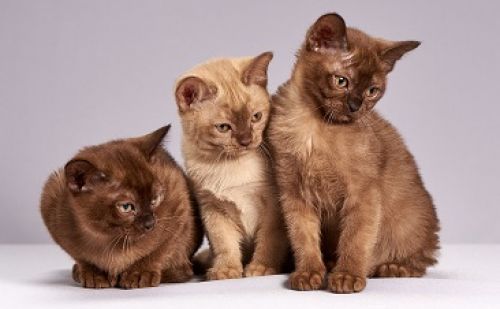 Stérilisation des animaux Stérilisation des animaux