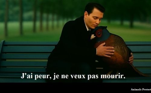 Johnny Depp, assis sur un banc, prend dans ses bras un faisan lâché da Johnny Depp, assis sur un banc, prend dans ses bras un faisan lâché da