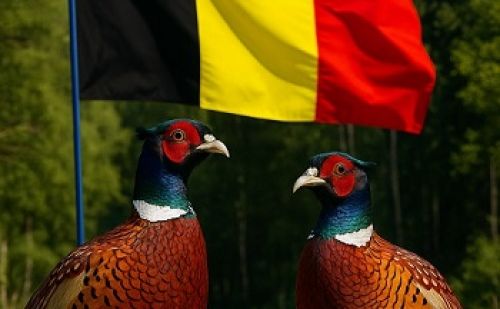 Deux faisans posent fièrement devant le drapeau belge Deux faisans posent fièrement devant le drapeau belge
