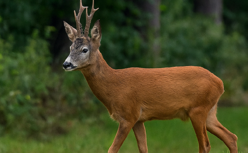 Chevreuil à la lisière d'un bois Chevreuil à la lisière d'un bois