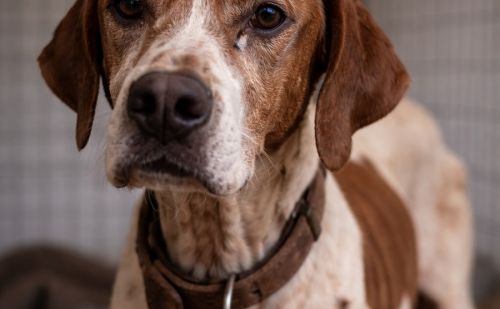 chien de chasse amaigri