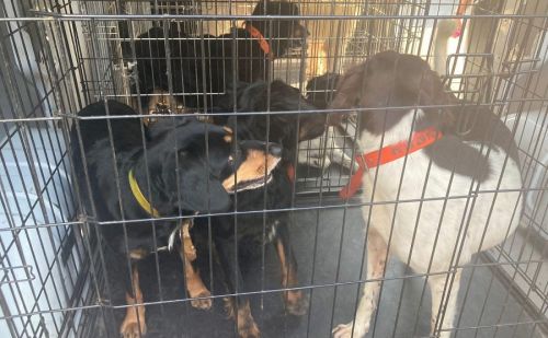 Chiens de chasse regroupés dans une cage de transport lors de leur pri