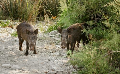 Sangliers sauvages observés en milieu naturel.