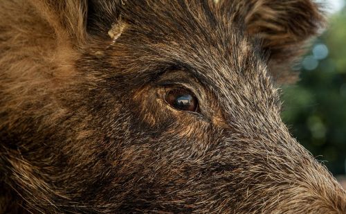 Regard d'un sanglier