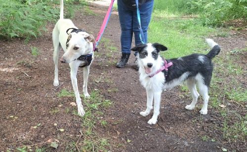 2 chiens en laisse dans les bois