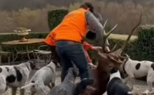 Scène de barbarie filmée sur la terrasse privée de Luc Besson : un cha