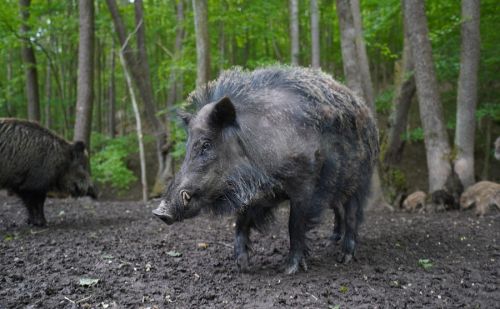 2 sangliers dans la forêt