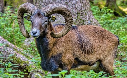 Mouflon dans un bois