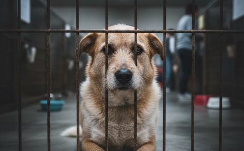 Chien derrière des barreaux dans un refuge