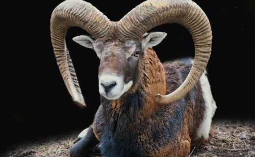 Mouflon