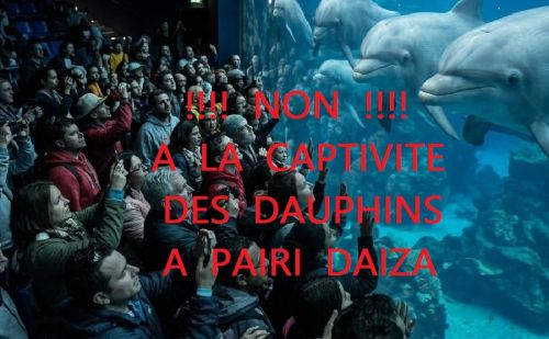 Pairi Daiza : la science comme justification à la captivité des dauphins