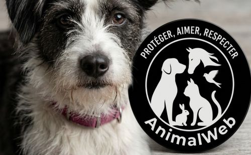 Violette est un chien adopté en Roumanie via le site AnimalWeb