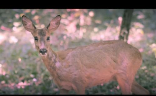 Image extraite du film "Le chasseur et la fille aux Pokémon" Image extraite du film "Le chasseur et la fille aux Pokémon"