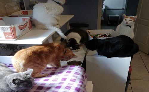 Nos animaux de compagnie Nos animaux de compagnie