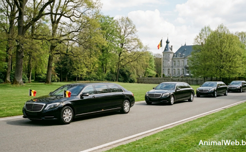 Cortège de limousines du palais royal de Belgique