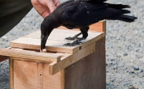 Les animaux esclaves Les animaux esclaves