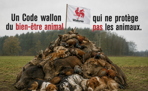 Monticule d'animaux tués lors des chasses en Wallonie Monticule d'animaux tués lors des chasses en Wallonie