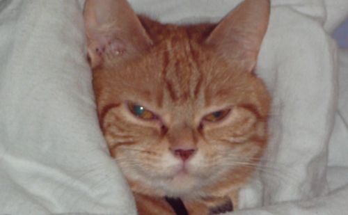 Noisette Noisette