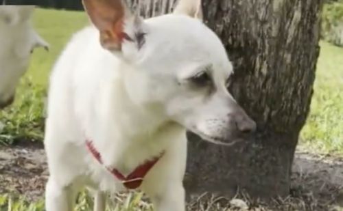 Chihuahua Chihuahua