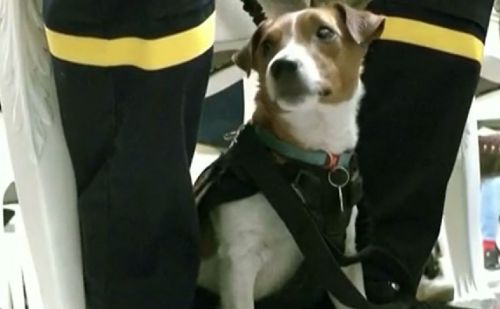 Patron, le chien démineur décoré par le président Zelensky en Ukraine. Patron, le chien démineur décoré par le président Zelensky en Ukraine.